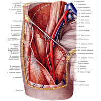 Рис. 787. Наружная подвздошная артерия, a. iliaca externa, и бедренная артерия, a. femoralis, правые; вид спереди. (Бедренная вена и бедренный нерв частично удалены.)