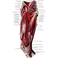 Рис. 789. Бедренная артерия, а. femoralis, правая. (Внутренняя поверхность бедра.) (Портняжная, гребешковая и прямая мышцы частично удалены.)