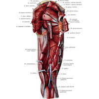 Рис. 791. Артерии бедра, правого. (Задняя поверхность). (Большая и средняя ягодичные и двуглавая мышцы перерезаны и оттянуты; седалищный нерв частично удален.)