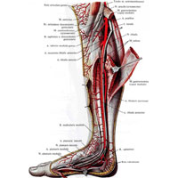 Рис. 796. Задняя большеберцовая артерия, a.tibialis posterior, и боль-шеберцовый нерв, n.tibialis, правые. (Внутренняя поверхность.) (Медиальная головка икроножной мышцы и камбаловидная мышца перерезаны и оттянуты.)
