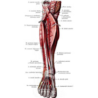 Рис. 797. Передняя большебер-цовая артерия, a.tibialis anterior, и глубокий малоберцовый нерв, n.fibularis profundus, правые. (Передняя поверхность голени.)