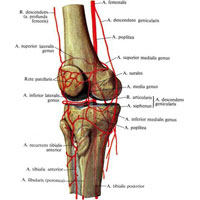 Рис. 798. Артерии области коленного сустава (полусхематично).