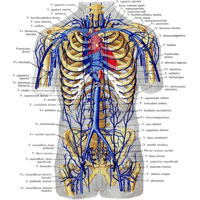 Рис. 806. Сердце и система верхней и нижней полых вен; вид спереди (полусхематично).