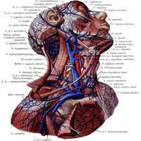 Рис. 812. Вены и артерии головы, шеи и пояса верхней конечности, правой; вид сбоку. (Переднебоковая и боковая группы мышц и большая грудная мышца частично удалены.)