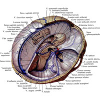 Рис. 813. Синусы твердой мозговой оболочки, sinus durae matris; вид справа. (Правая и частично левая части свода черепа удалены; сагиттальным разрезом удалена правая половина головного мозга и участки твердой мозговой оболочки.)