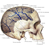 Рис. 814. Диплоические вены костей черепа. (Правая поверхность черепа.) (Большая часть наружной пластинки свода черепа удалена.)