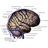 Рис. 815. Поверхностные мозговые вены, vv. cerebri superficiales; правое полушарие, верхнелатеральная поверхность. (Сохранена часть твердой оболочки головного мозга.)