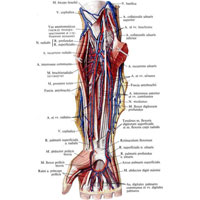 Рис. 824. Вены и артерии предплечья и кисти правой верхней конечности. (Ладонная поверхность.) (Поверхностные мышцы предплечья частично удалены.)
