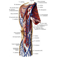 Рис. 825. Вены и артерии плеча, правого. (Внутренняя поверхность.) (Фасция плеча частично удалена.)