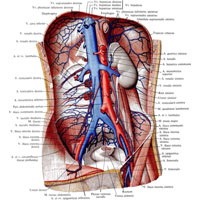 Рис. 826. Нижняя полая вена, v. cava inferior, и брюшная часть аорты, pars abdominalis aortae; вид спереди. (Желудок, тонкая и толстая кишка, печень, поджелудочная железа и правая почка с мочеточником, а также париетальная брюшина и внутрибрюшная фасция удалены; часть правой общей подвздошной артерии вырезана.)