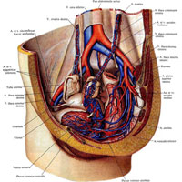 Рис. 832. Артерии и вены органов полости таза женщины; вид слева и несколько спереди. (Сагиттальный разрез значительно влево от срединной плоскости; париетальная брюшина удалена.)