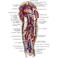 Рис. 839. Вены и артерии таза и бедра, правого. (Задняя поверхность.) (Большая и средняя ягодичные мышцы и длинная головка двуглавой мышцы перерезаны и оттянуты; ствол седалищного нерва перерезан в области верхней трети бедра.)