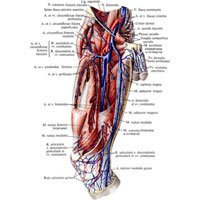 Рис. 840. Вены и артерии бедра, правого. (Переднемедиальная поверхность.) (Портняжная и прямая мышцы бедра частично удалены.)