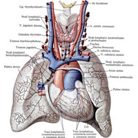 Рис. 854. Лимфатические сосуды сердца, легких и щитовидной железы ребенка 6—7 мес; вид спереди (по Г. М. Иосифову).