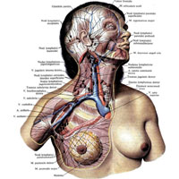 Рис. 857. Лимфатические сосуды и узлы головы, шеи, подмышечной области и молочной железы; вид спереди. (Удалена часть грудино-ключично-сосцевидной мышцы. Видны глубокие лимфатические сосуды и узлы шеи.)