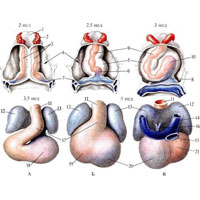 Рис. 866. Стадии развития сердца. А, Б — с вентральной стороны. В — с дорсальной стороны; 1 — глотка; 2 — первая дуга аорты; 3 — эндокардиальные трубки; 4 — перикард и его полость; 5 — эпимиокард (закладка миокарда и эпикарда); 6 — эндокард желудочка; 7 — закладка предсердий; 8 — предсердие; 9, 11 — артериальный ствол; 10 — желудочек; 12 — правое предсердие; 13 — левое предсердие; 14 — верхняя полая вена; 15 — нижняя полая вена; 16 — легочные вены; 17 — артериальный конус; 18 — желудочек; 19, 21 — правый желудочек; 20 — левый желудочек.