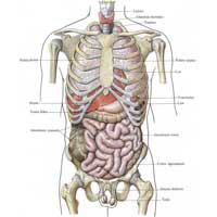 Рис. 444. Положение внутренностей в грудной и брюшной полостях; вид спереди.