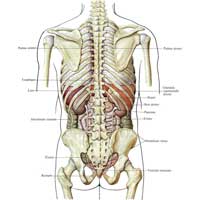 Рис. 445. Положение внутренностей в грудной и брюшной полостях; вид сзади.