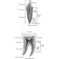 Рис. 464. Постоянные зубы, dentes permanentes: однокорневой (А) и двухкорневой (Б) (полусхематично). (Вертикальный распил.)