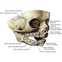 Рис. 465. Лицевой череп новорожденного. (Удалена часть костной ткани альвеолярных дуг верхней и нижней челюстей.)