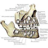 Рис. 466. Лицевой череп ребенка 5 лет. (Удалена часть костной ткани альвеолярных дуг верхней и нижней челюстей; показаны корни молочных и зачатки постоянных зубов.)