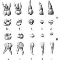 Рис. 469. Молочные зубы, dentes decidui, правые. А – зубы верхней челюсти; Б – зубы нижней челюсти; 1, 3, 5, 7, 9 – вестибулярная (лицевая) поверхность; 2, 4 – режущий край; б – острие зуба; 8, 10 – поверхность смыкания.