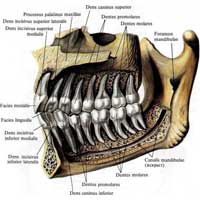 Рис. 471. Постоянные зубы, dentes permanentes, верхней и нижней челюстей, правые; вид изнутри. (Внутренняя пластинка альвеолярных дуг удалена; канал нижней челюсти вскрыт.)