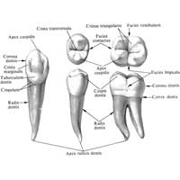 Рис. 472. Постоянные зубы, dentes permanentes (полусхематично)