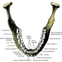 Рис. 474. Постоянные зубы, dentes permanentes, нижней челюсти; вид сверху. Сроки прорезывания зубов (по С.С. Михайлову) и порядковые номера последних указаны на левой стороне рисунка.