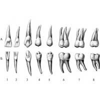 Рис. 475. Постоянные зубы, dentes permanentes, правые. (Язычная поверхность.) А – зубы верхней челюсти; Б – зубы нижней челюсти; 1 – медиальный резец; 2 – латеральный резец; 3 – клык; 4 – первый малый коренной зуб; 5 – второй малый коренной зуб; 6 – первый большой коренной зуб; 7 – второй большой коренной зуб; 8 – зуб мудрости (третий моляр).