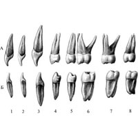 Рис. 476. Постоянные зубы, dentes permanentes, правые. (Медиальная поверхность.) А – зубы верхней челюсти; Б – зубы нижней челюсти; 1 – медиальный резец; 2 – латеральный резец; 3 – клык; 4 – первый малый коренной зуб; 5 – второй малый коренной зуб; 6 – первый большой коренной зуб; 7 – второй большой коренной зуб; 8 – зуб мудрости (третий моляр).