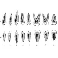 Рис. 477. Постоянные зубы, dentes permanentes, правые. (Распил каждого зуба проведен в направлении от преддверия рта к языку.) А – зубы верхней челюсти; Б – зубы нижней челюсти. 1 – медиальный резец; 2 –латеральный резец; 3 – клык; 4 – первый малый коренной зуб; 5 – второй малый коренной зуб; 6 – первый большой коренной зуб; 7 – второй большой коренной зуб; 8 – зуб мудрости (третий моляр).