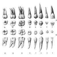 Рис. 478. Постоянные зубы, dentes permanentes, правые. А – зубы верхней челюсти; Б – зубы нижней челюсти; 1, 3, 5, 7, 9, 11, 13, 15 – вестибулярная (лицевая) поверхность; 2, 4 – режущий край; 6 – острие зуба; 8, 10, 12, 14, 16 – поверхность смыкания; 1,2 – медиальный резец; 3,4 – латеральный резец; 5,6 – клык; 7,8 – первый малый коренной зуб; 9, 10 – второй малый коренной зуб; 11, 12 – правый большой коренной зуб; 13,14 – второй большой коренной зуб; 15,16 – зуб мудрости (третий моляр).