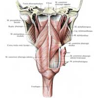 Рис. 483. Мышцы глотки, mm. pharyngis; вид сзади.