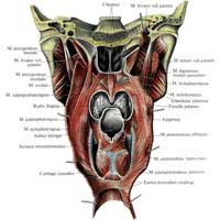 Рис. 484. Мышцы глотки, mm. pharyngis; вид изнутри. (Задняя стенка глотки вскрыта сагиттально-срединным разрезом, слизистая оболочка удалена.)