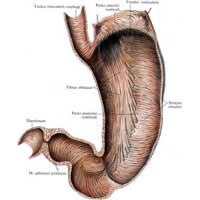 Рис. 496. Мышечная оболочка желудка, tunica muscularis ventriculi; внутренняя поверхность задней стенки. (Слизистая оболочка и подслизистая основа удалены.)