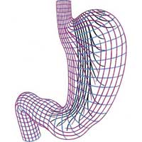 Рис. 497. Расположение мышечных слоев желудка (схема) (продольный слой – красный; круговой слой – синий; косые волокна – черные).