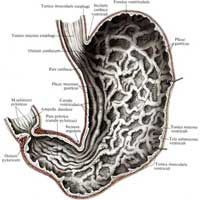 Рис. 498. Слизистая оболочка желудка, tunica mucosa ventriculi; внутренняя поверхность задней стенки.