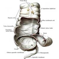 Рис. 512. Слепая кишка, cecum, червеобразный отросток, appendix vermiformis, и восходящая ободочная кишка, colon ascendens; вид спереди. (Часть стенки удалена.)
