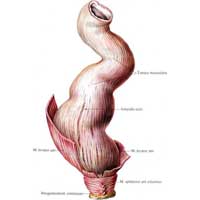 Рис. 515. Прямая кишка, rectum. (Мышечная оболочка, tunica muscularis, продольный слой, stratum longitudinale.)