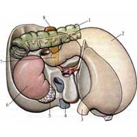 Рис. 520. Области соприкосновения печени со смежными органами. (Висцеральная поверхность.) 1 – colon; 2 – ventriculus; 3 – esophagus; 4 – v. cava inferior; 5 – glandula suprarenalis dextra; 6 – ren dexter; 7 – duodenum; 8 – vesica fellea.