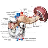 Рис. 534. Поджелудочная железа, pancreas; двенадцатиперстная кишка, duodenum, и селезенка, lien; вид спереди.