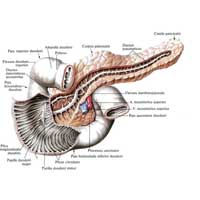 Рис. 535. Поджелудочная железа, pancreas, и двенадцатиперстная кишка, duodenum; вид спереди. (Протоки поджелудочной железы отпрепарированы в толще железы; передняя стенка части двенадцатиперстной кишки вскрыта.)