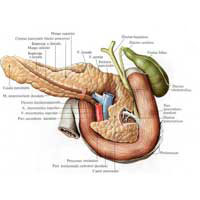 Рис. 536. Поджелудочная железа, pancreas; двенадцатиперстная кишка, duodenum; желчный пузырь, vesica fellea, и желчные протоки; вид сзади.