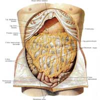 Рис. 537. Органы брюшной полости; вид спереди. (Передняя стенка живота вскрыта; в верхнем отделе – удалена, в нижнем – отвернута.)