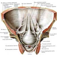 Рис. 543. Брюшина, peritoneum, нижнего отдела передней стенки живота и таза; вид изнутри. (Складки и ямки на внутренней поверхности передней стенки живота.)