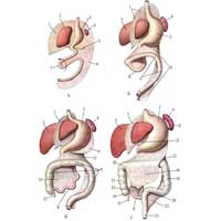 Рис. 550. Развитие брюшины и органов брюшной полости; вид спереди и слева (схема). А, Б – 4-5-я неделя эмбрионального развития; В – конец 3-го месяца эмбрионального развития; Г – новорожденный; 1 – mesenterium ventrale (A), lig. falciforme hepatis (Б, В, Г); 2 – hepar; 3 – ventriculus; 4 – lien; 5 – pancreas; 6 – mesenterium dorsale; 7 – кишечная петля (стрелкой показано направление ее поворота); 8 – intestinum tenuae; 9 – intestinum crassum; 10 – lig. gastrolienale; 11 – omentum minus; 12 – mesocolon transversum; 13 – mesenterium; 14 – cecum; 15 – appendix vermiformis; 16 – omentum majus; 17 – colon ascendens; 18 – colon transversum; 19 – colon descendens; 20 – colon sigmoideum; 21 – rectum; 22 – mesocolon sigmoideum.