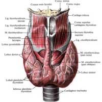 Рис. 564. Гортань, larynx, и щитовидная железа, glandula thyroidea; вид спереди.