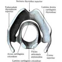 Рис. 568. Щитовидный хрящ, cartilago thyroidea, и перстневидный хрящ, cartilago cricoidea; вид сверху.