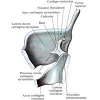 Рис. 570. Хрящи гортани, cartilagines laryngis, правая сторона; вид изнутри.